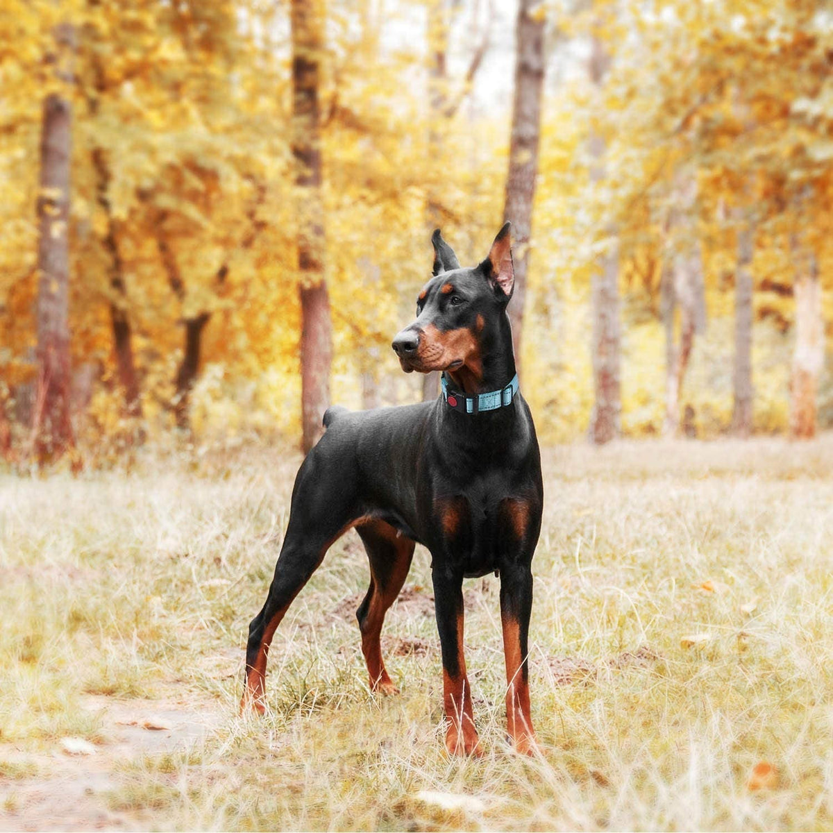 Martingale Dog Training Collar & Leash Set – 2-Pack with Quick-Release Buckle for Small, Medium & Large Dogs | Turquoise MJ's Pet Closet