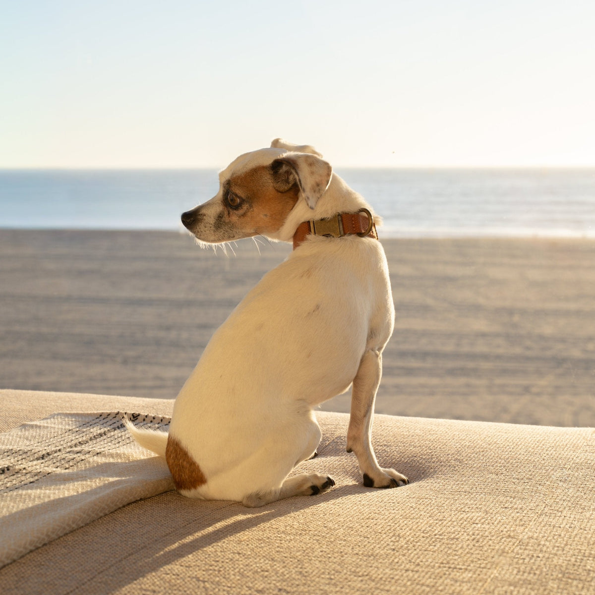 Tilley + Me Joshua Tree Hemp Cotton Dog Collar | Durable, Adjustable & Soft Tilley + Me
