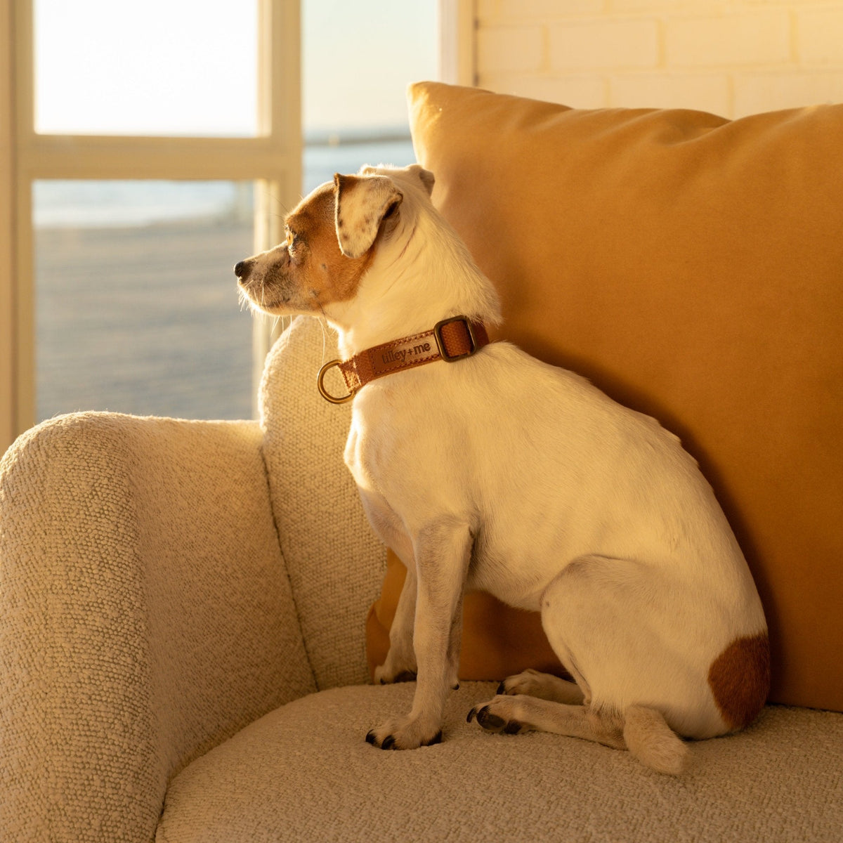 Tilley + Me Joshua Tree Hemp Cotton Dog Collar | Durable, Adjustable & Soft Tilley + Me