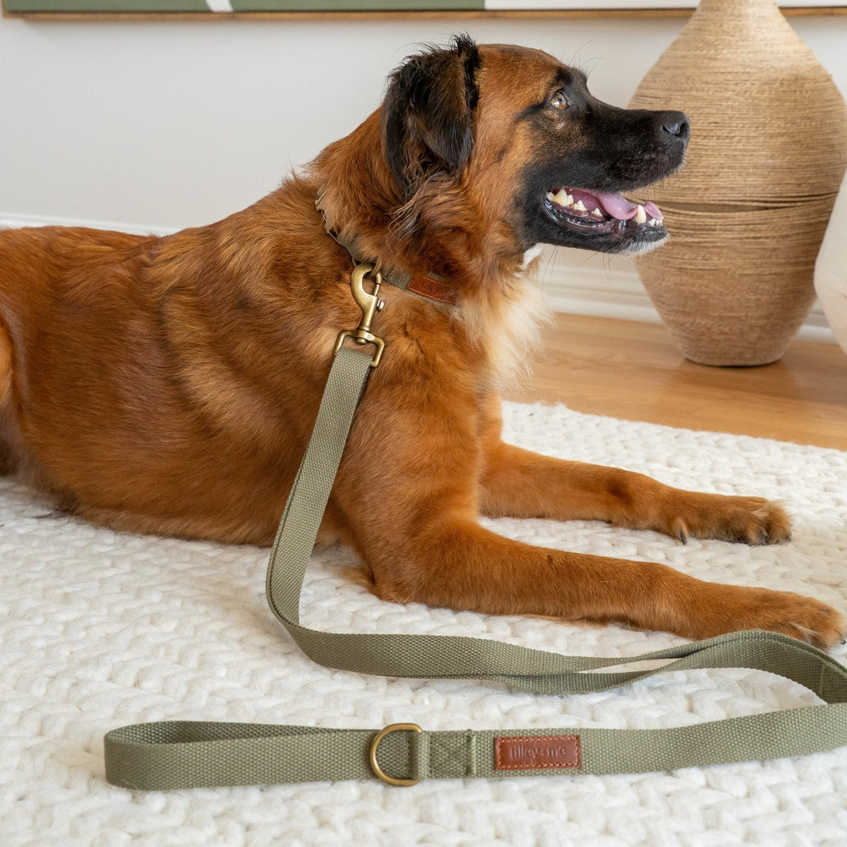 Brown dog lying on a textured surface with a green leash attached, in a home setting.