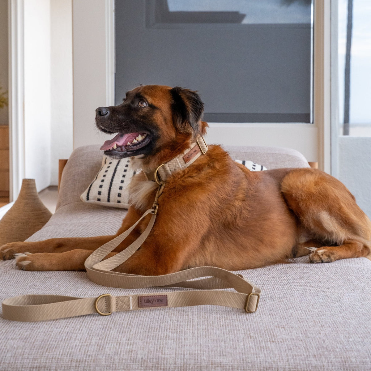 Tilley + Me Joshua Tree Hemp Cotton Dog Collar | Durable, Adjustable & Soft Tilley + Me