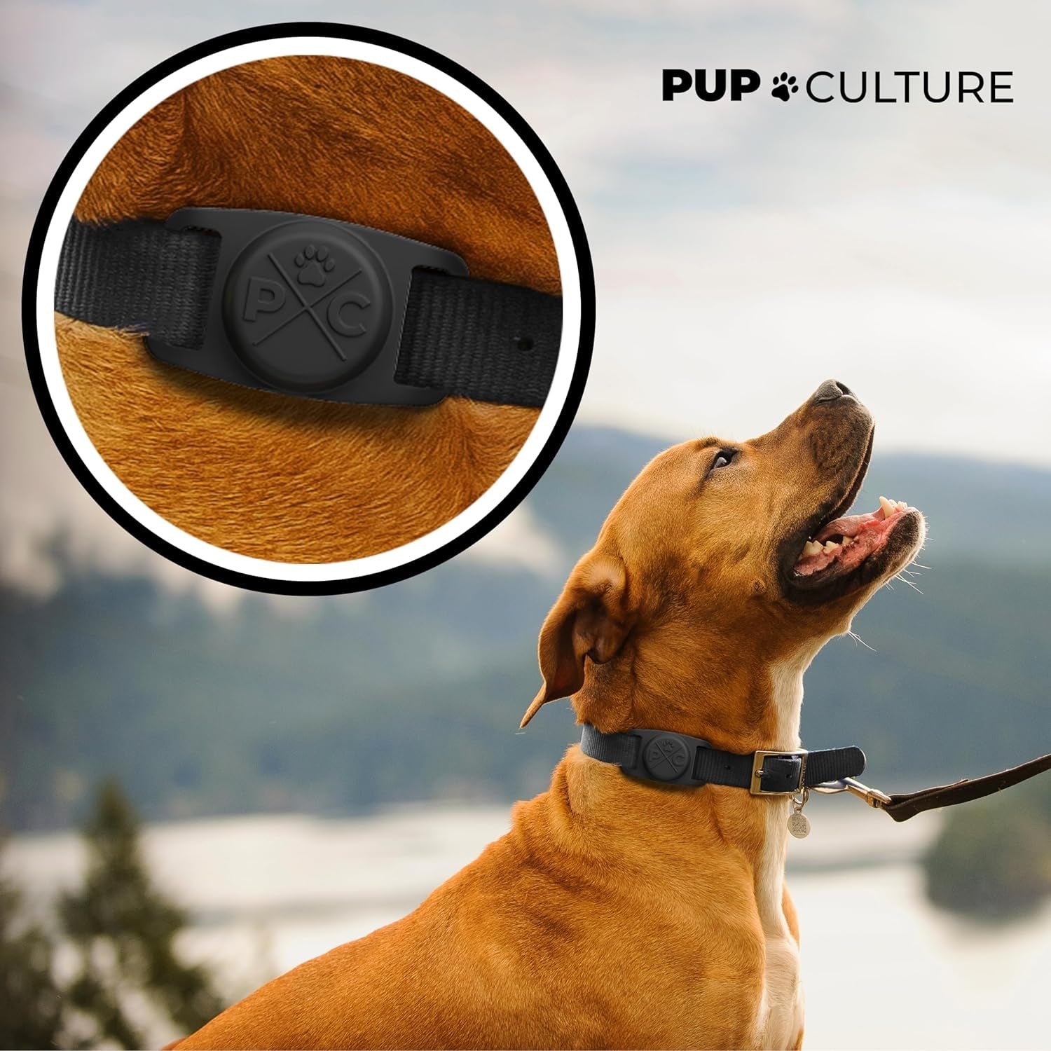 Dog wearing a black collar with a close-up of the buckle, set against a scenic background.
