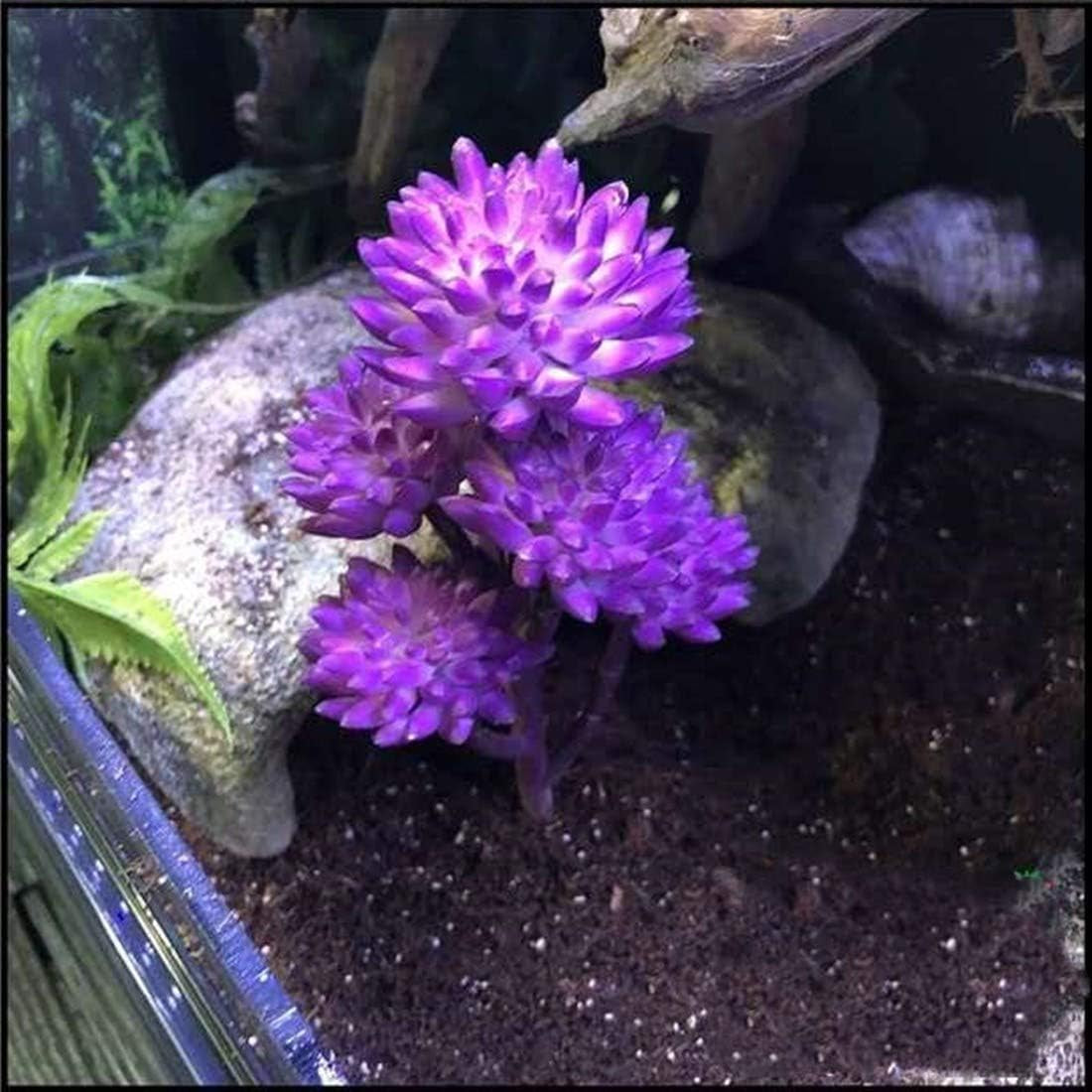 Artificial Reptile Plants for Terrarium – Realistic Fake Plants for Lizards, Snakes & Amphibians MJ's Pet Closet