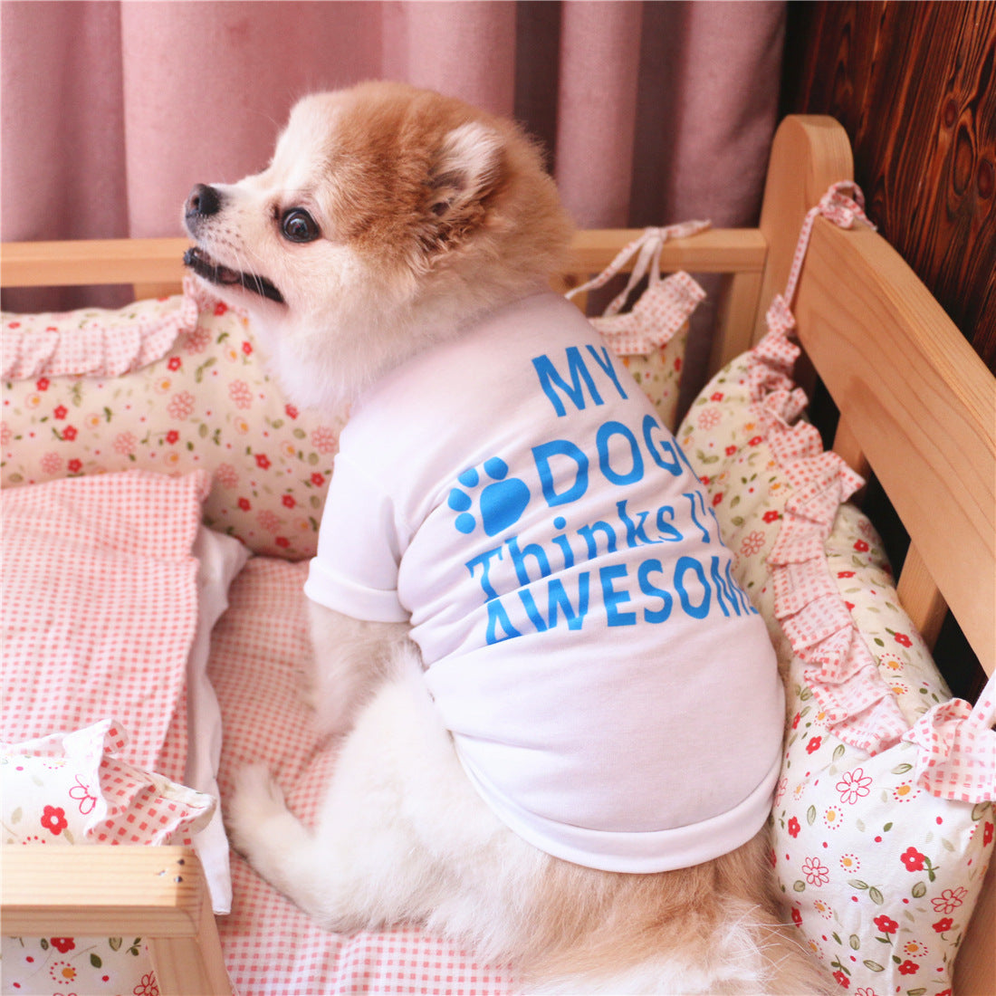 Small dog wearing a shirt with 'My Dog Thinks You Awesome' text in a cozy room.