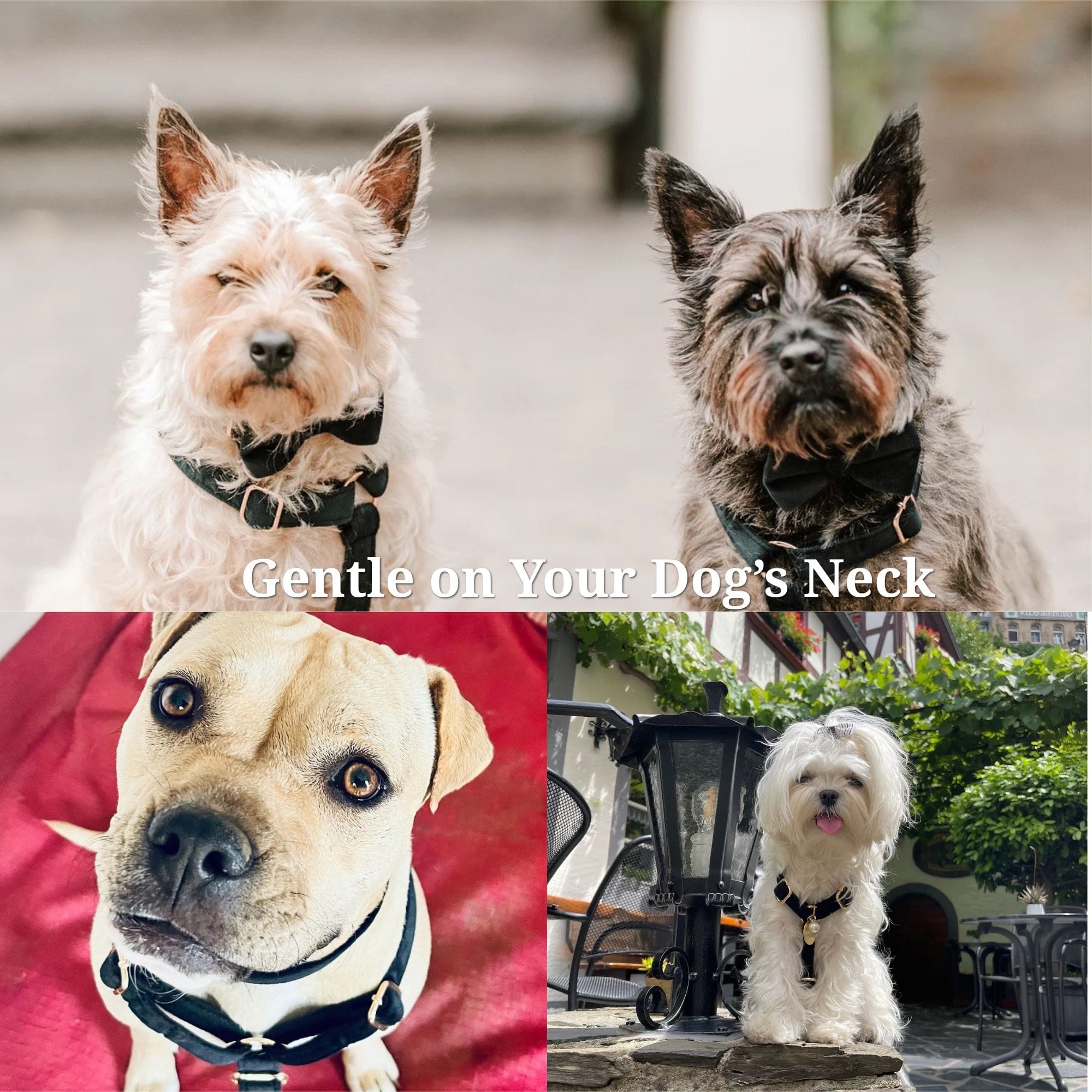 Black Velvet Personalized Dog Harness Set – Custom Engraved Collar & Leash DDPaws