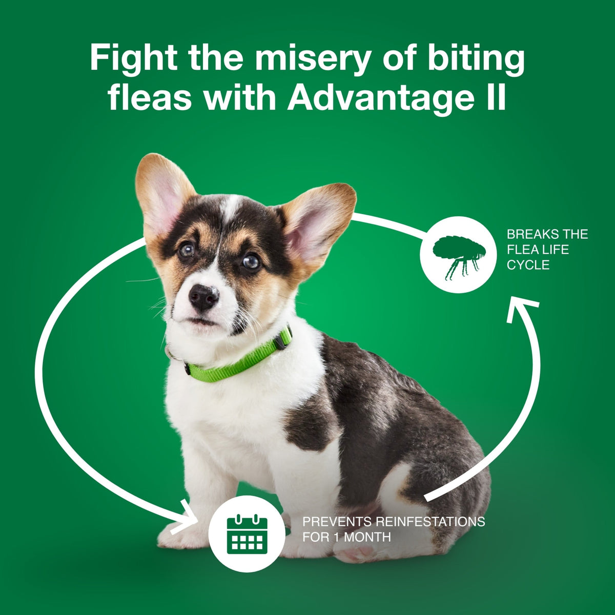 Advantage II Flea Treatment for Small Dogs (3-10 lbs) – 6-Month Supply MJ's Pet Closet