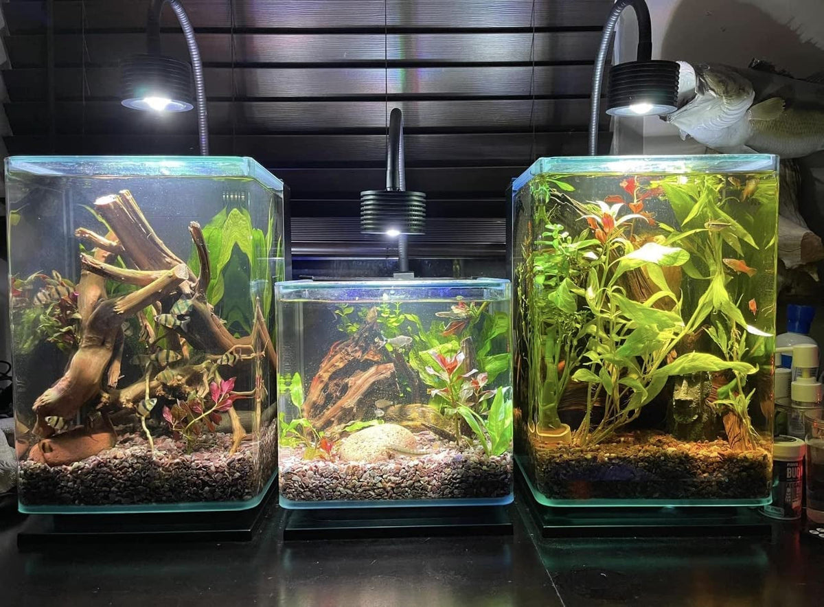 Asta 20 LED Planted Aquarium Light – 4-Channel Full Spectrum Clip-On Tank Light with Remote Control | For 5 Gallon Freshwater Tanks MJ's Pet Closet
