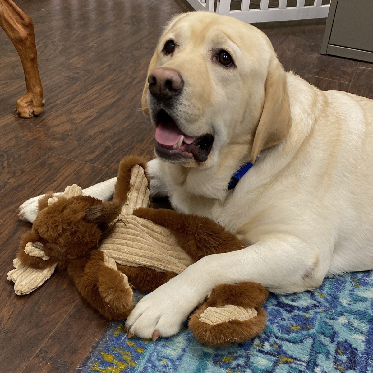 Maple Moose X-Brace™ Plush Dog Toy – Squeaky, Crinkle & Machine Washable, 19" HuggleHounds