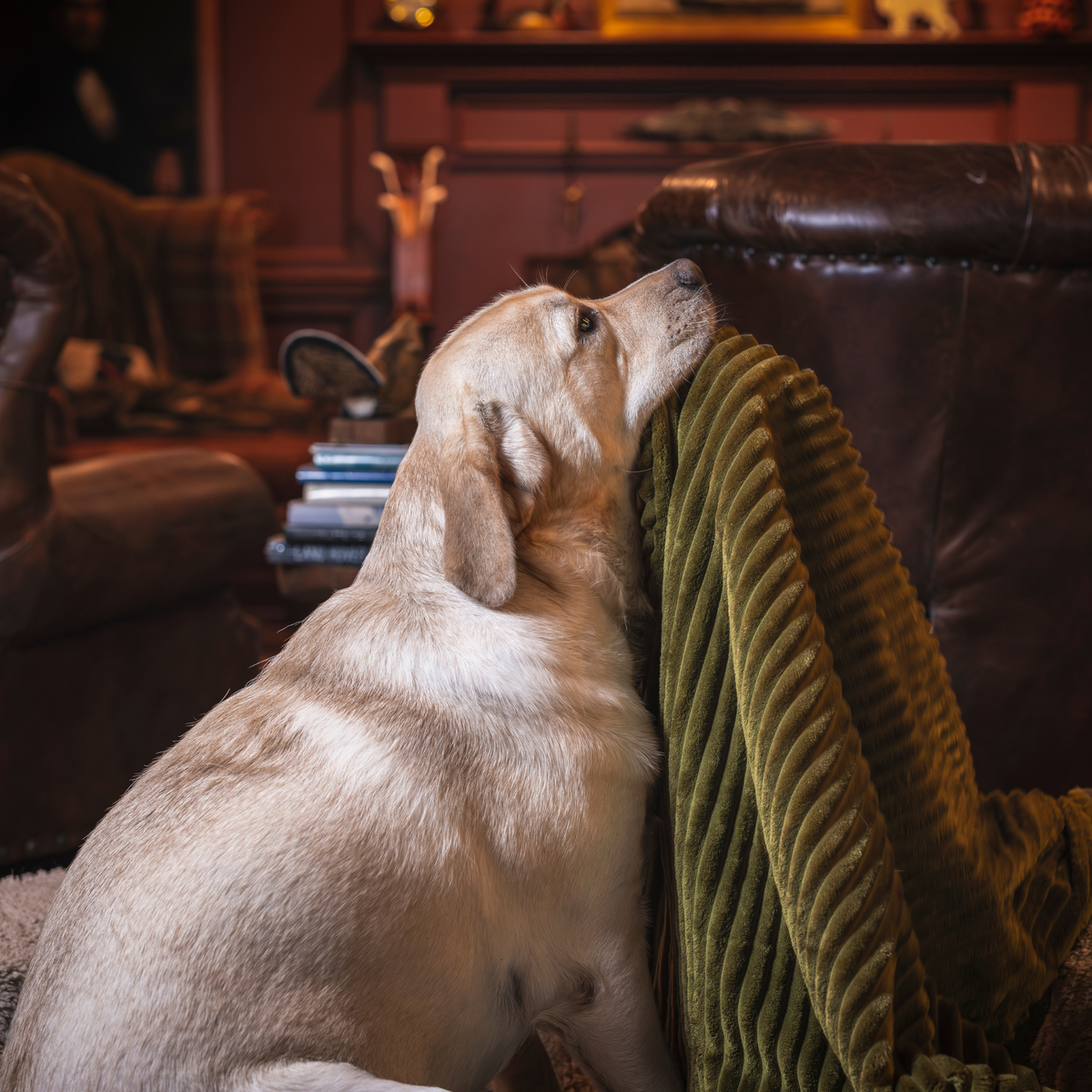 Scout Blankie™ Double-Sided Plush Dog Blanket – 30"x40", Machine Washable, 3 Colors HuggleHounds