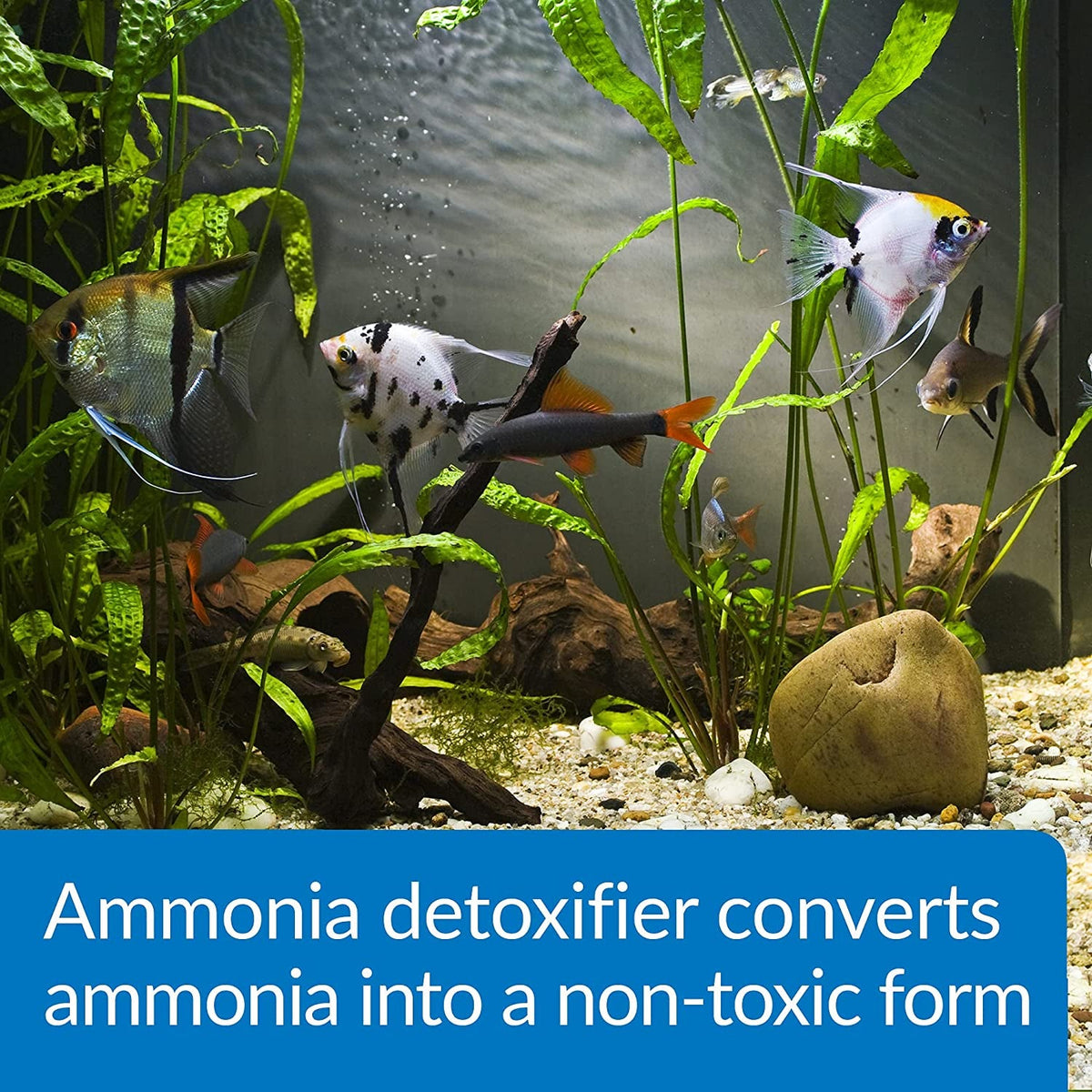 Aquarium with fish and plants, featuring a text overlay about ammonia detoxifier.