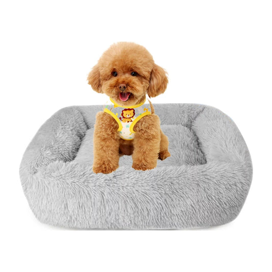Small dog wearing a harness sitting on a gray fluffy dog bed against a white background