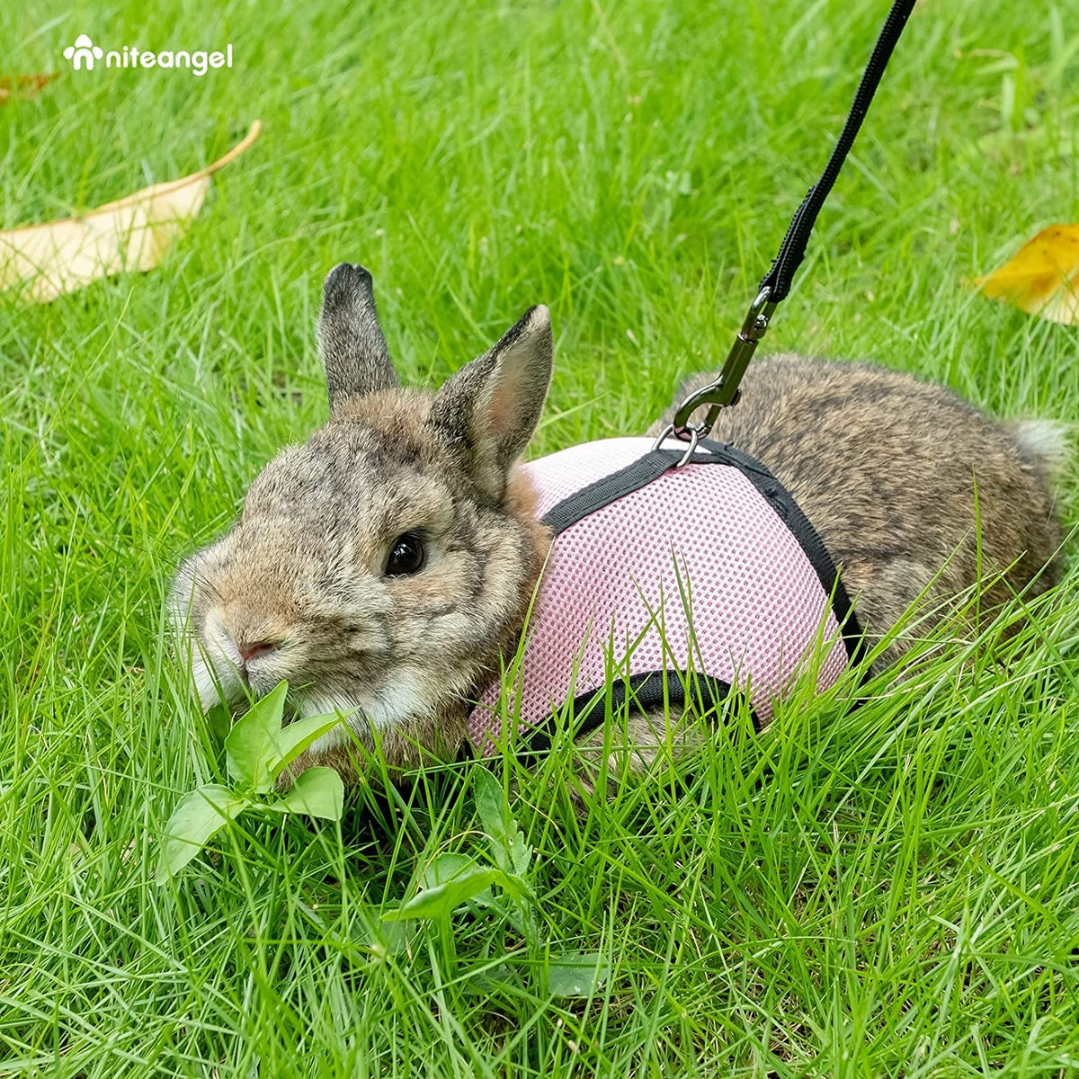 Adjustable Soft Mesh Rabbit Harness with Elastic Leash – Medium, Pink MJ's Pet Closet