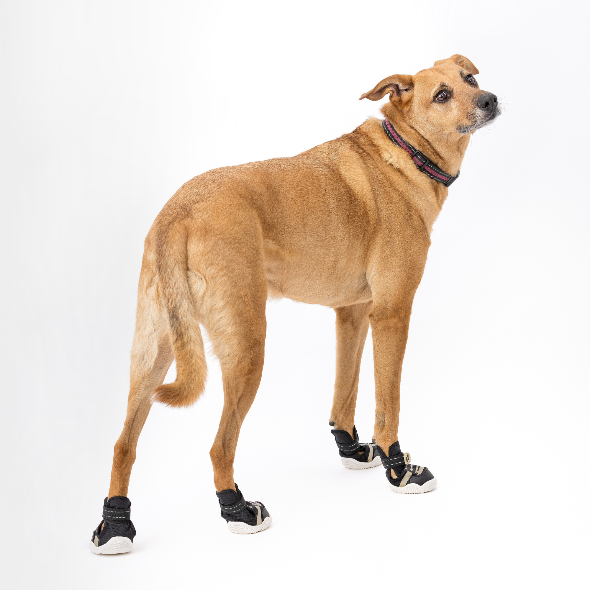 The Kai Dog Sneaker – All-Season Sport Shoes Paws By Kai