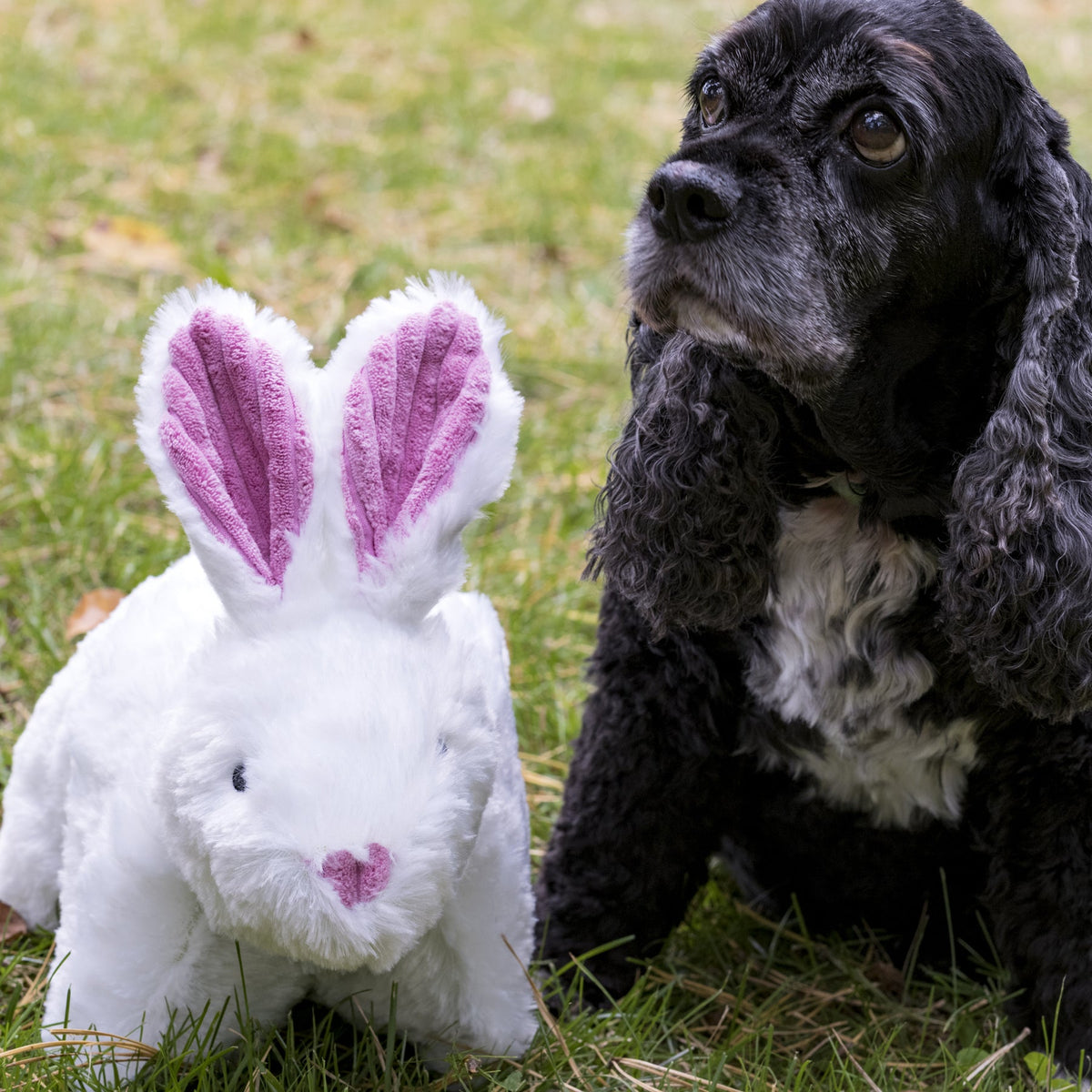 Squooshie™ Bunny Plush Dog Toy — Ultra-Soft & Cuddly HuggleHounds