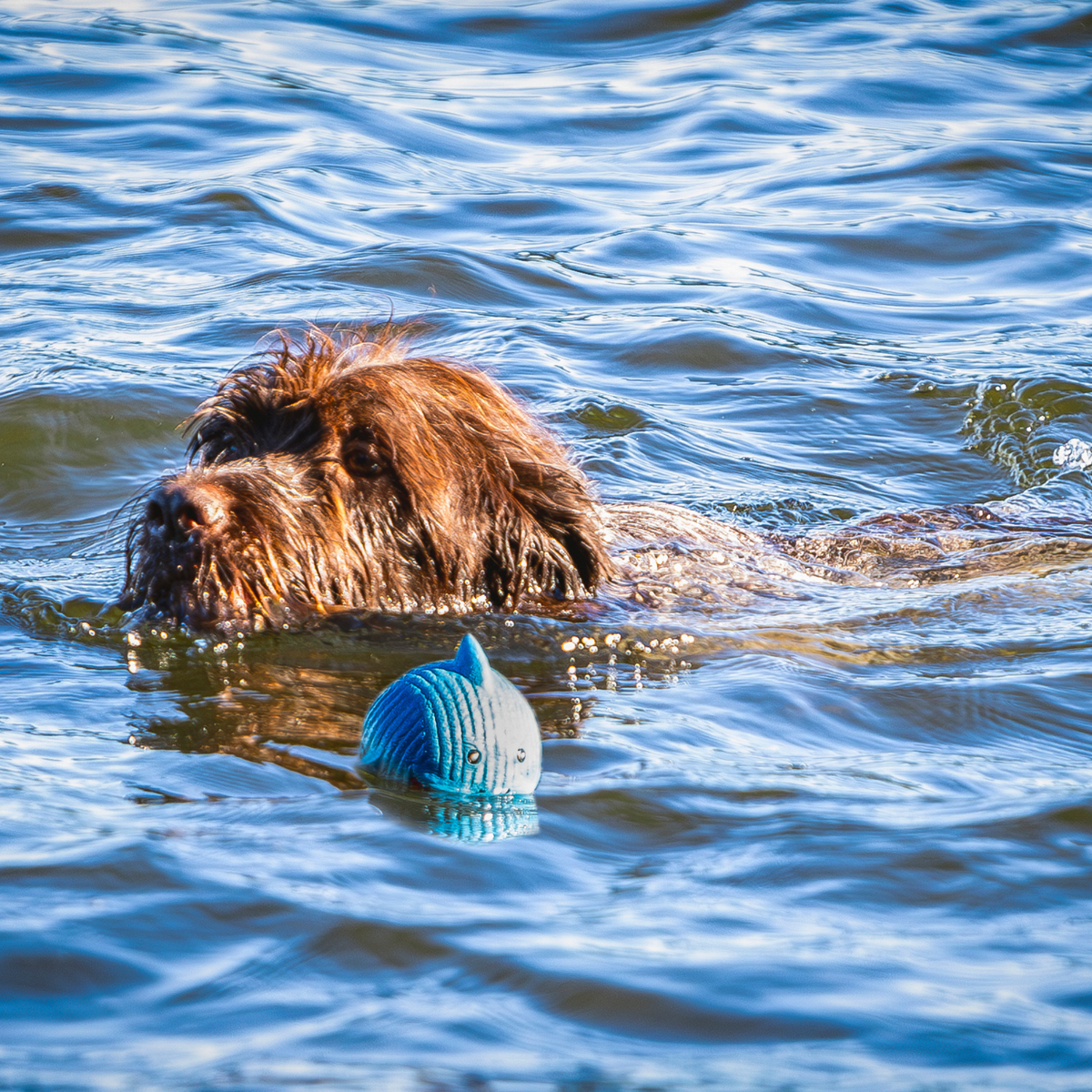 Finn the Shark Ruff-Tex® Latex Squeaky Ball Dog Toy – Large HuggleHounds