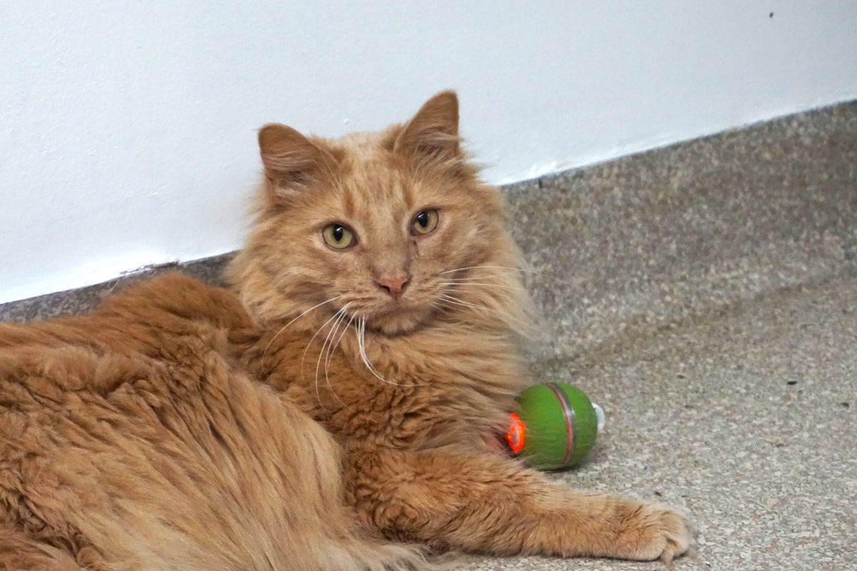 HuggleKats® PlayKat® Smart Interactive Cat Toy – Bluetooth, 3 Play Modes HuggleHounds