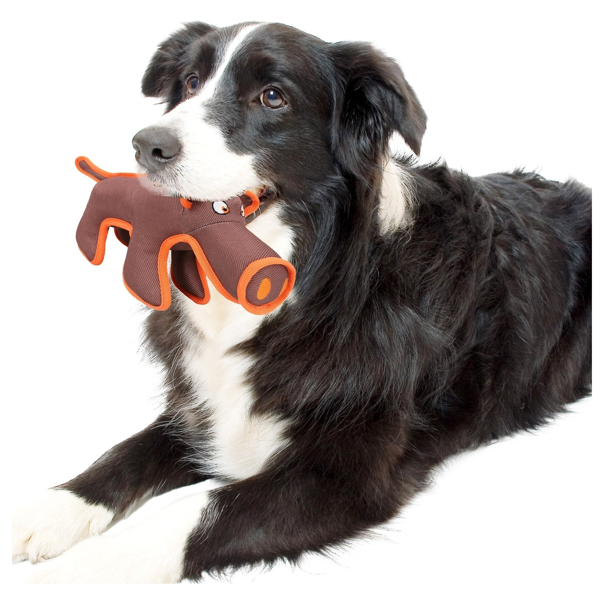 Dog with a brown and orange plush toy in its mouth on a white background