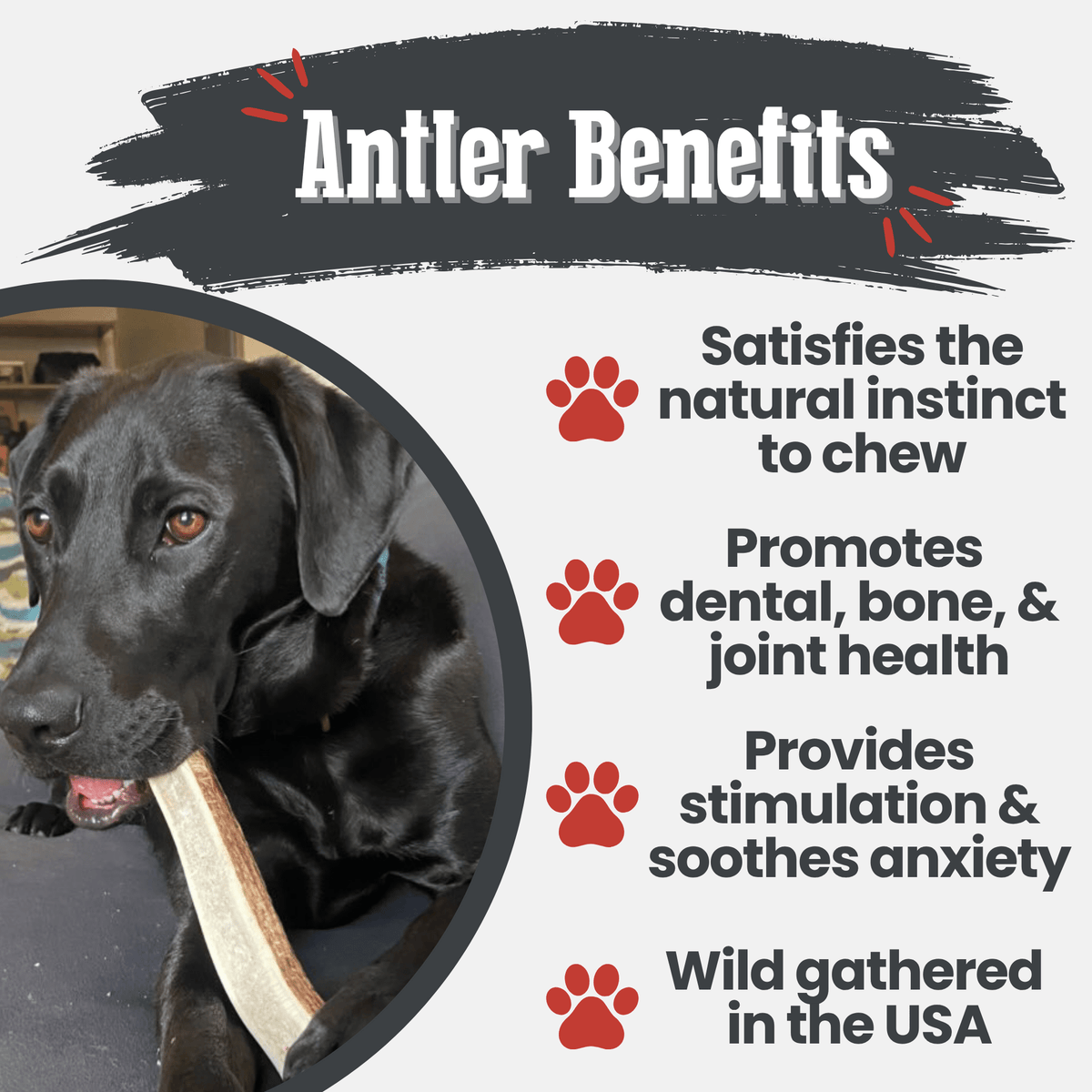 Farm to Pet Elk Antler Dog Chews – Whole & Split, All Sizes Farm To Pet