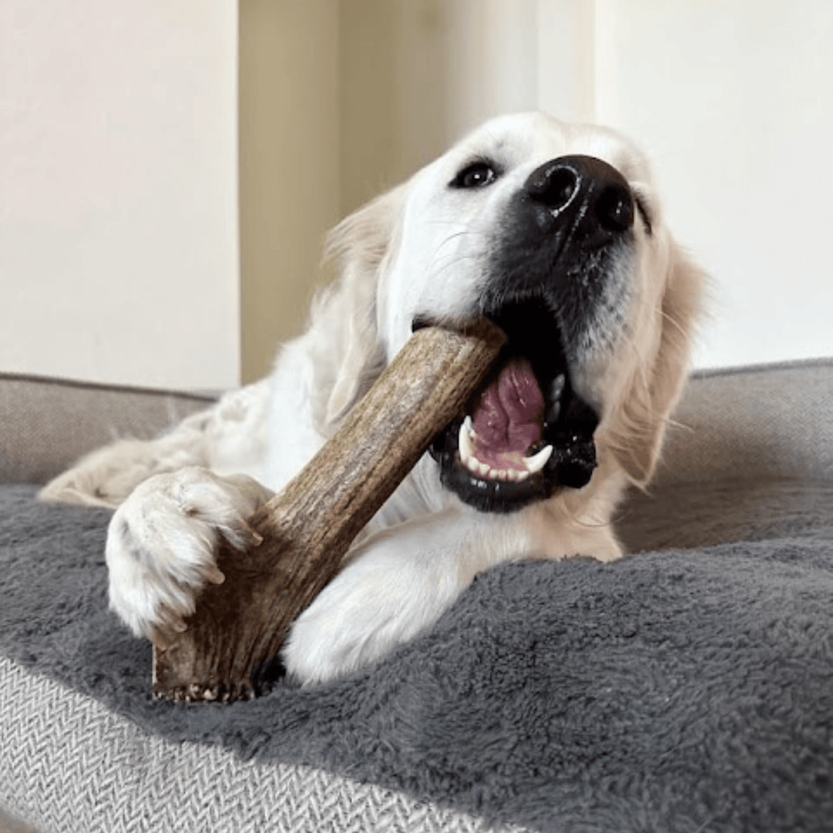 Farm to Pet Elk Antler Dog Chews – Whole & Split, All Sizes Farm To Pet