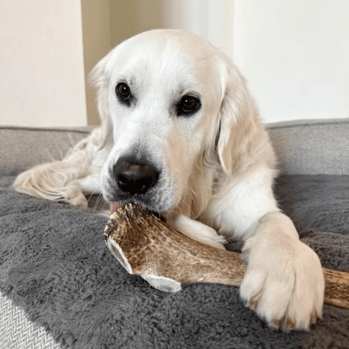 Farm to Pet Elk Antler Dog Chews – Whole & Split, All Sizes Farm To Pet