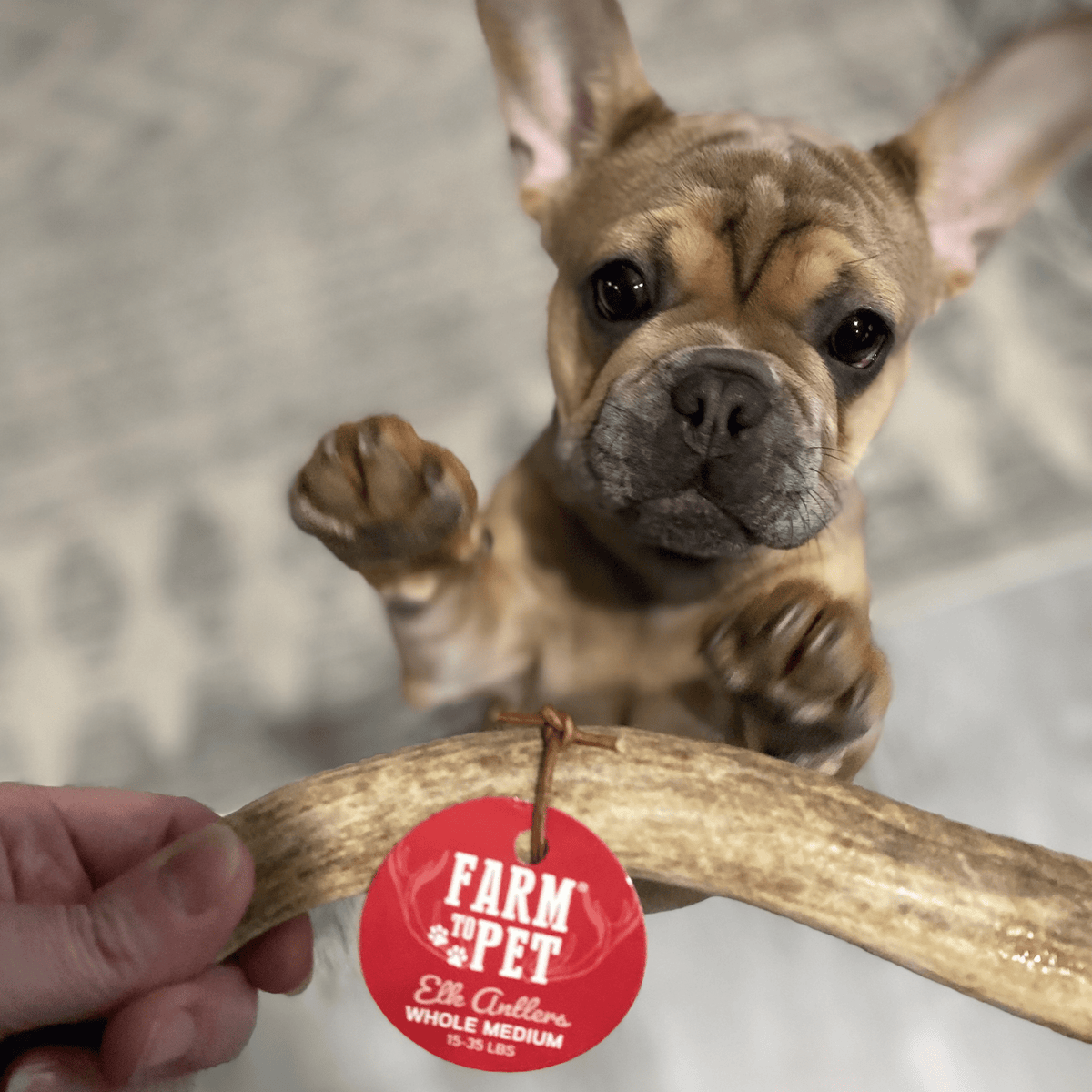 Farm to Pet Elk Antler Dog Chews – Whole & Split, All Sizes Farm To Pet