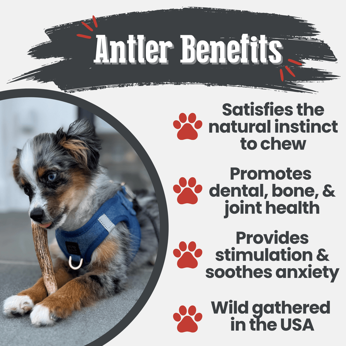 Farm to Pet Elk Antler Dog Chews – Whole & Split, All Sizes Farm To Pet