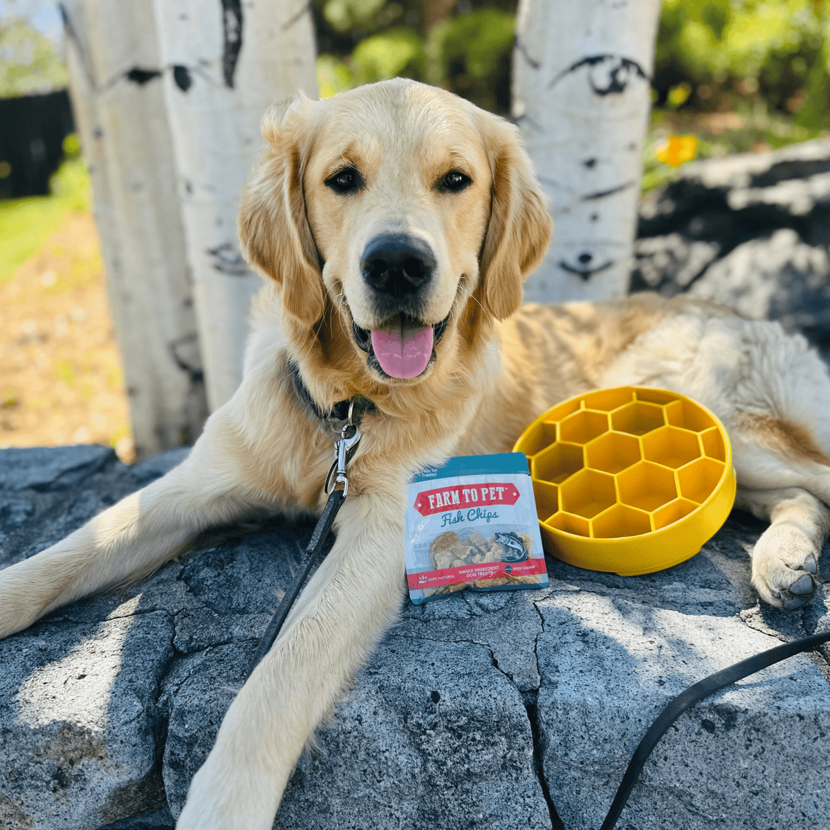 SodaPup Slow Feeder Dog Bowl – Enrichment Design Farm To Pet
