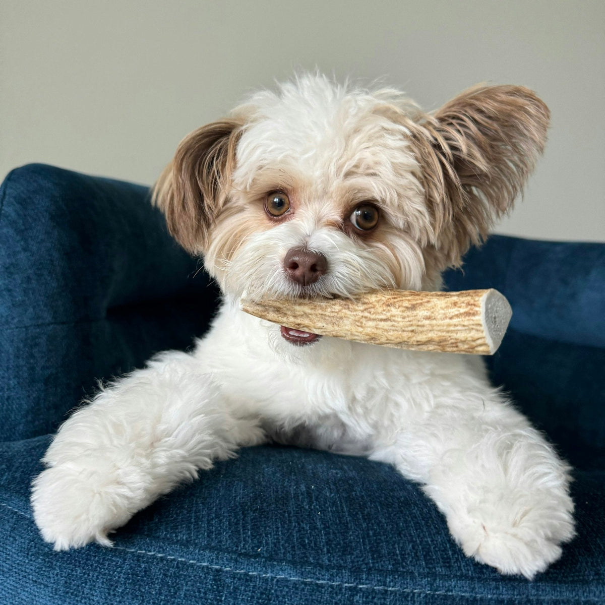 Farm to Pet Elk Antler Dog Chews – Whole & Split, All Sizes Farm To Pet
