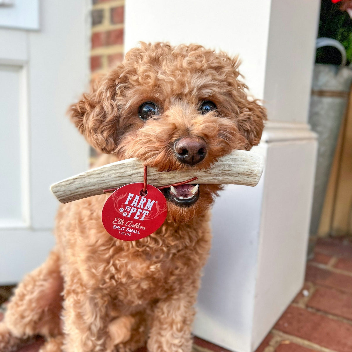 Farm to Pet Elk Antler Dog Chews – Whole & Split, All Sizes Farm To Pet