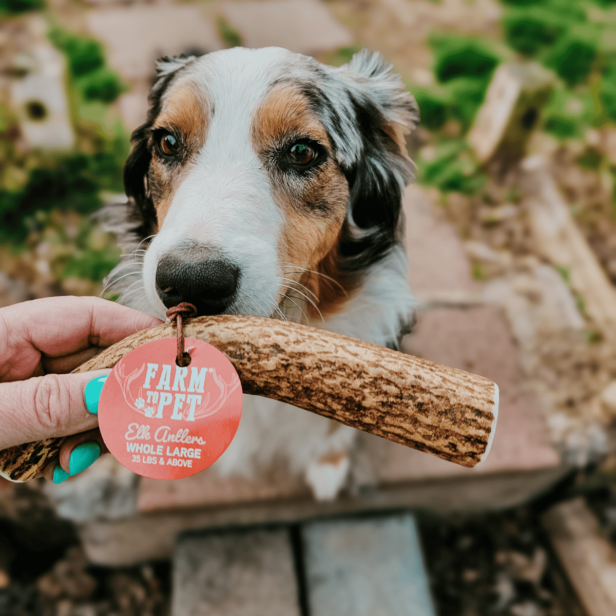 Farm to Pet Elk Antler Dog Chews – Whole & Split, All Sizes Farm To Pet