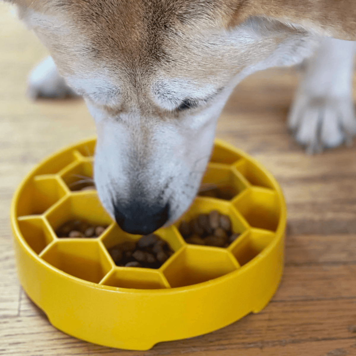 SodaPup Slow Feeder Dog Bowl – Enrichment Design Farm To Pet