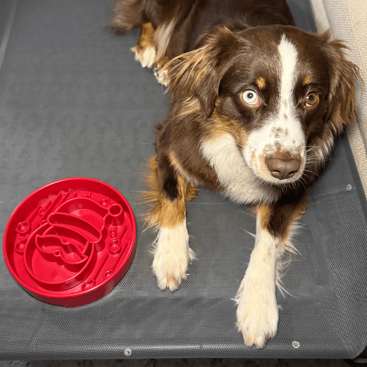 SodaPup Slow Feeder Dog Bowl – Enrichment Design Farm To Pet