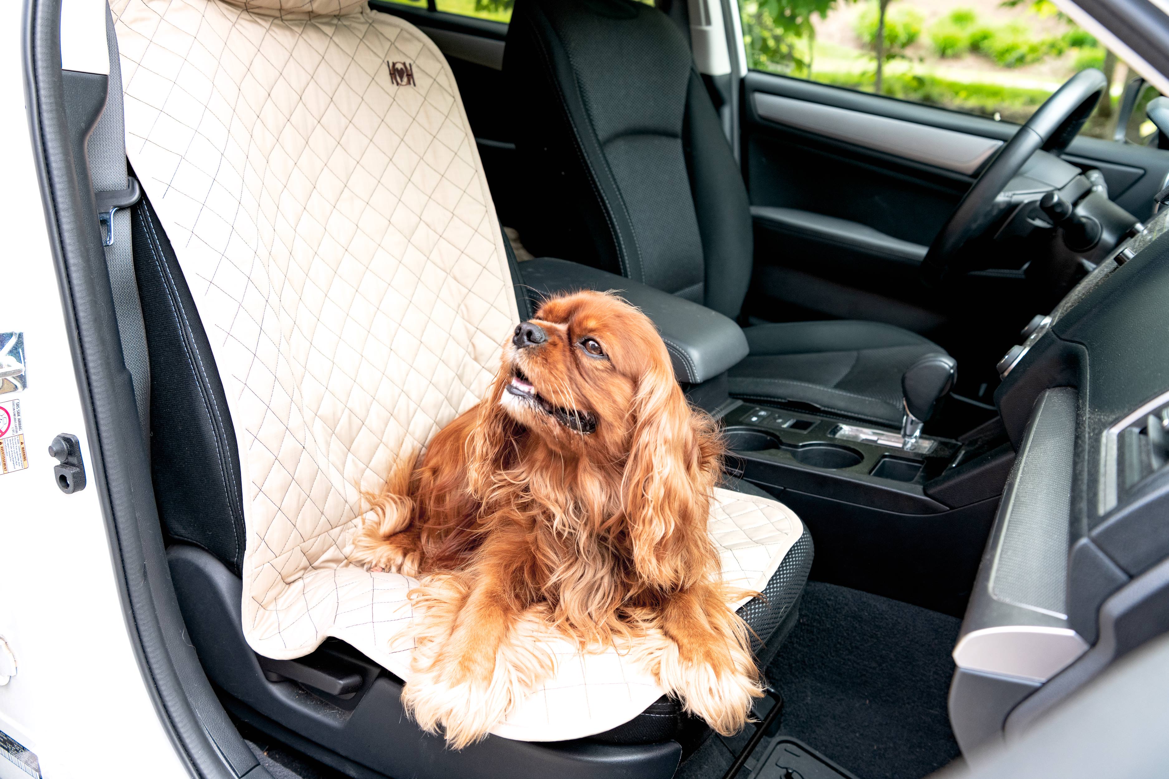 Dog sitting on a car seat cover in a vehicle