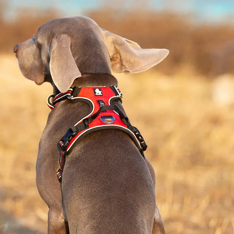 Truelove No-Pull Dog Harness | Reflective 3M Nylon | Breathable Mesh | Aviation Aluminum Hardware | XS–XL BigGrizCritterCorner