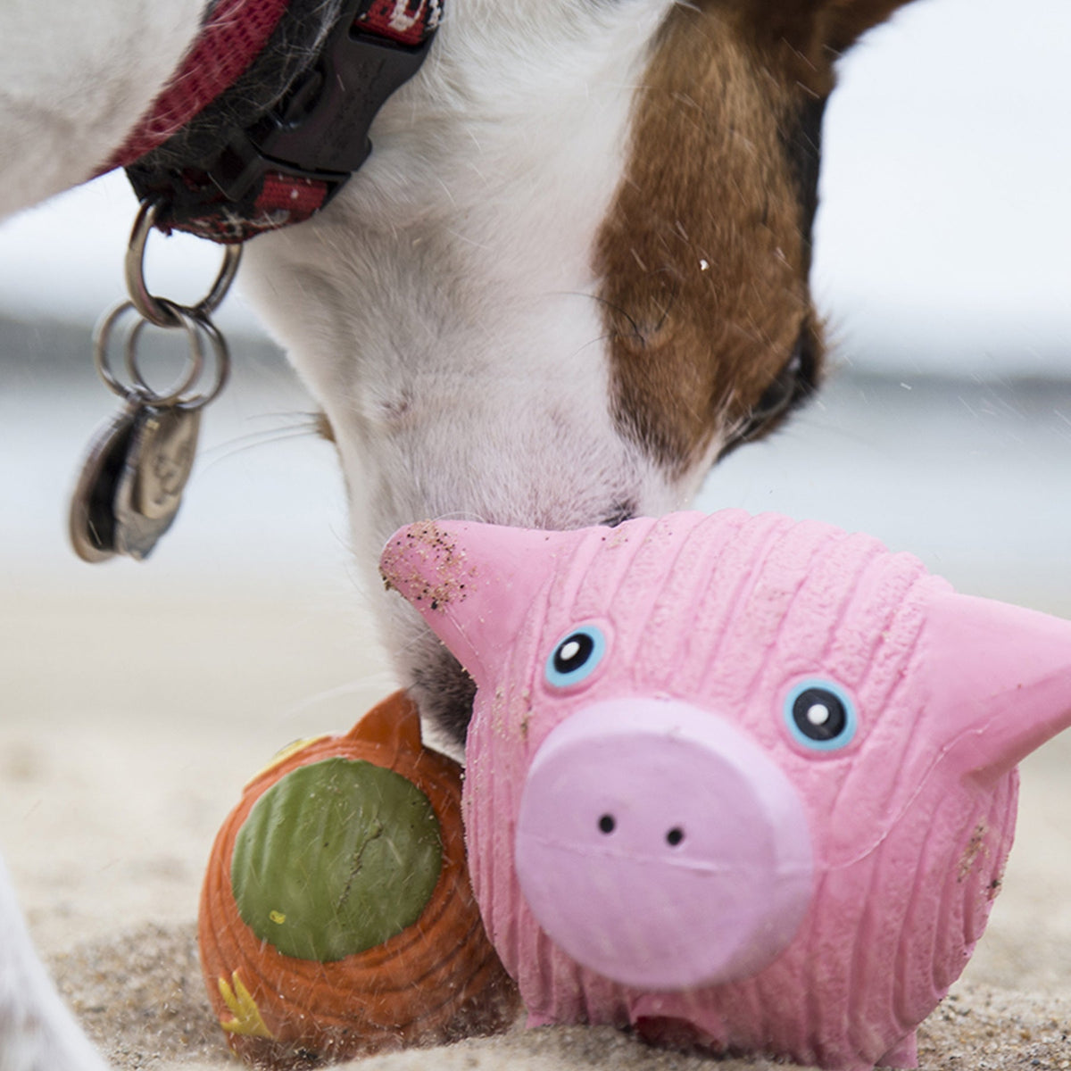 Hamlet Pig Ruff-Tex® Latex Ball Dog Toy — Large, Squeaky & Floats HuggleHounds