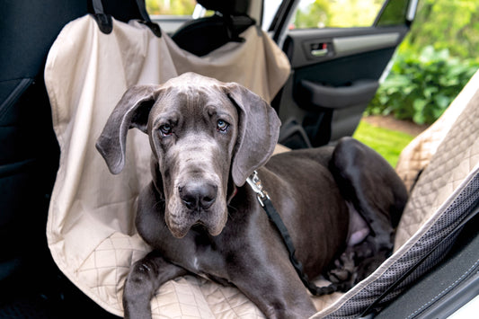 Dog sitting in a car with a pet seat cover