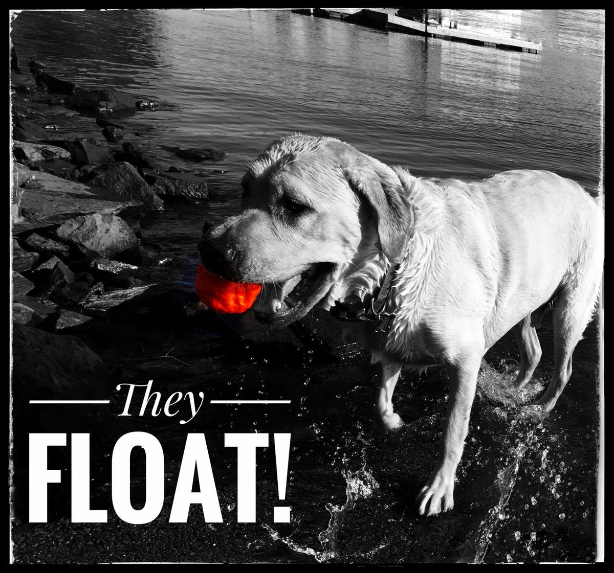 WUNDERball Dog Fetch Toy | 100% Natural Rubber, Floatable & Virtually Indestructible | S–XL WACKYstore