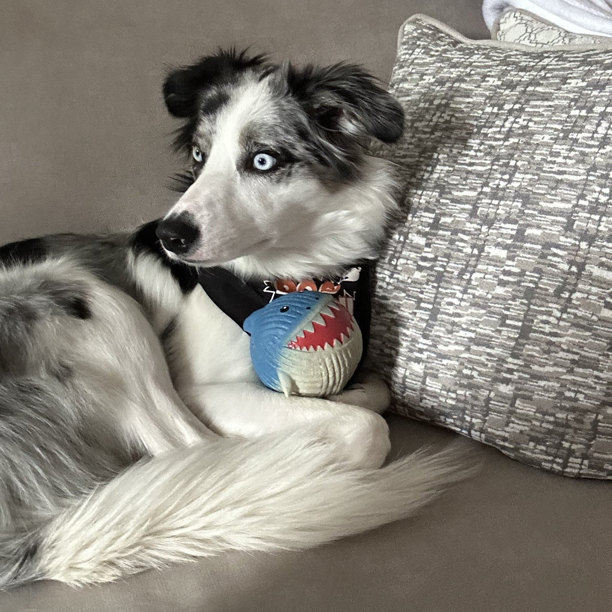 Finn the Shark Ruff-Tex® Latex Squeaky Ball Dog Toy – Large HuggleHounds