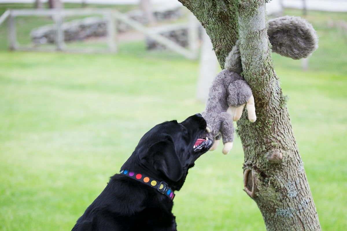 Feller Squirrel Plush Dog Toy – Soft, Squeaky Tug Toy for Dogs HuggleHounds