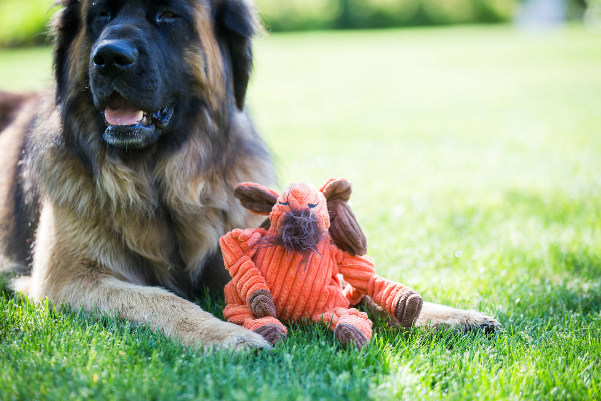 Morris Moose Knottie® Plush Dog Toy – 5-Squeaker Tug & Chew Toy HuggleHounds