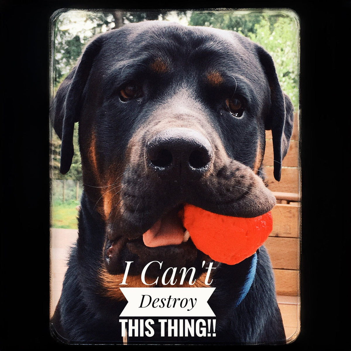 WUNDERball Dog Fetch Toy | 100% Natural Rubber, Floatable & Virtually Indestructible | S–XL WACKYstore