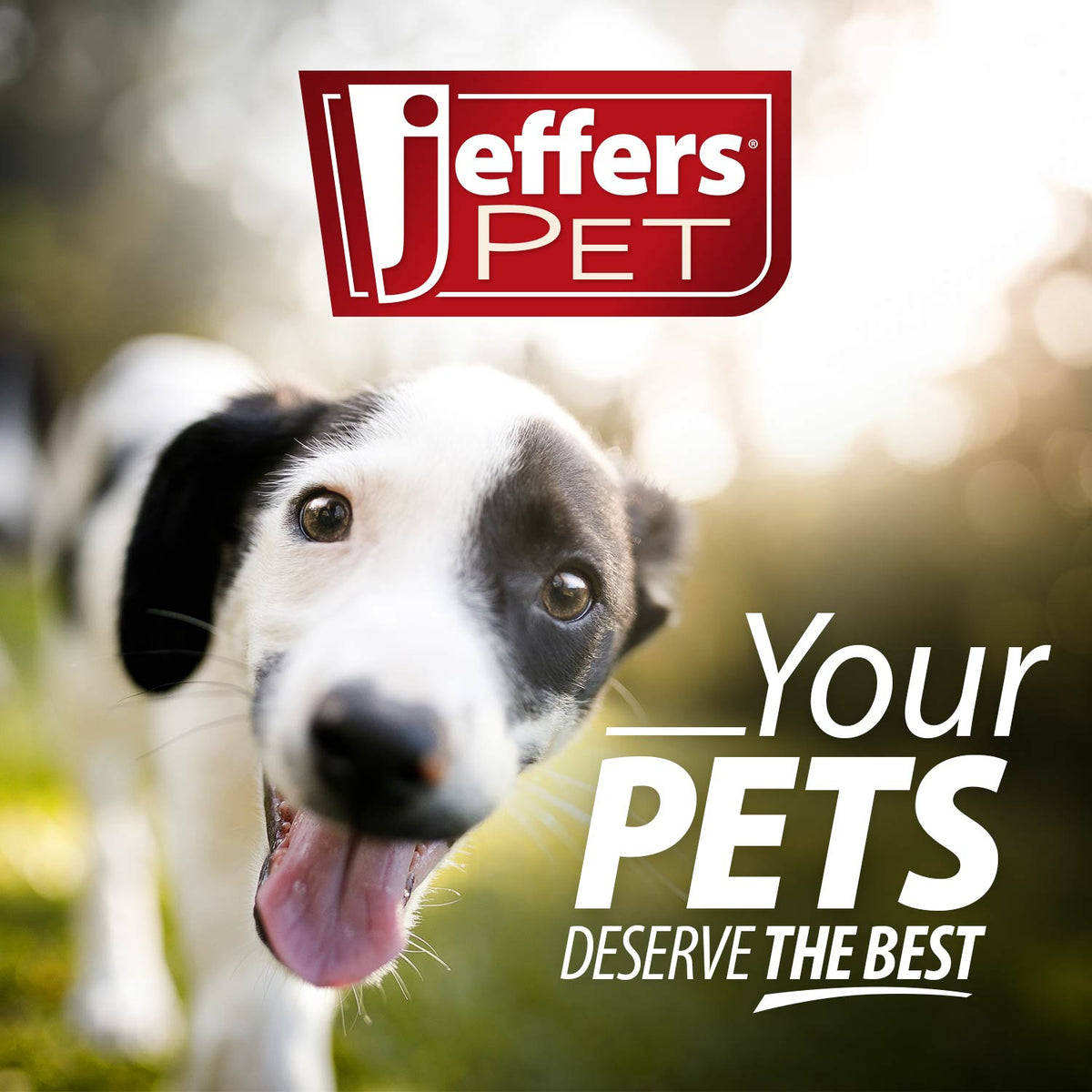 Jeffers Apricot Kernel Pet Shampoo | Exfoliating & Moisturizing Formula Jeffers