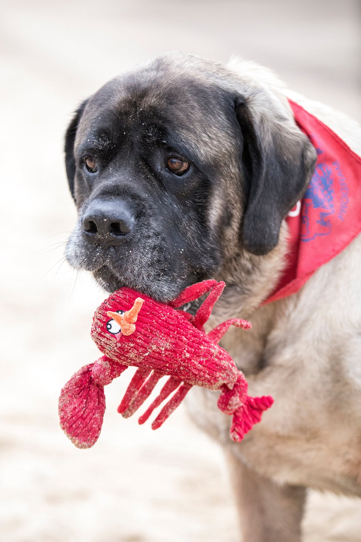 McCraken Lobsta™ Knottie® Plush Dog Toy – 5-Squeaker Tug & Chew Toy HuggleHounds