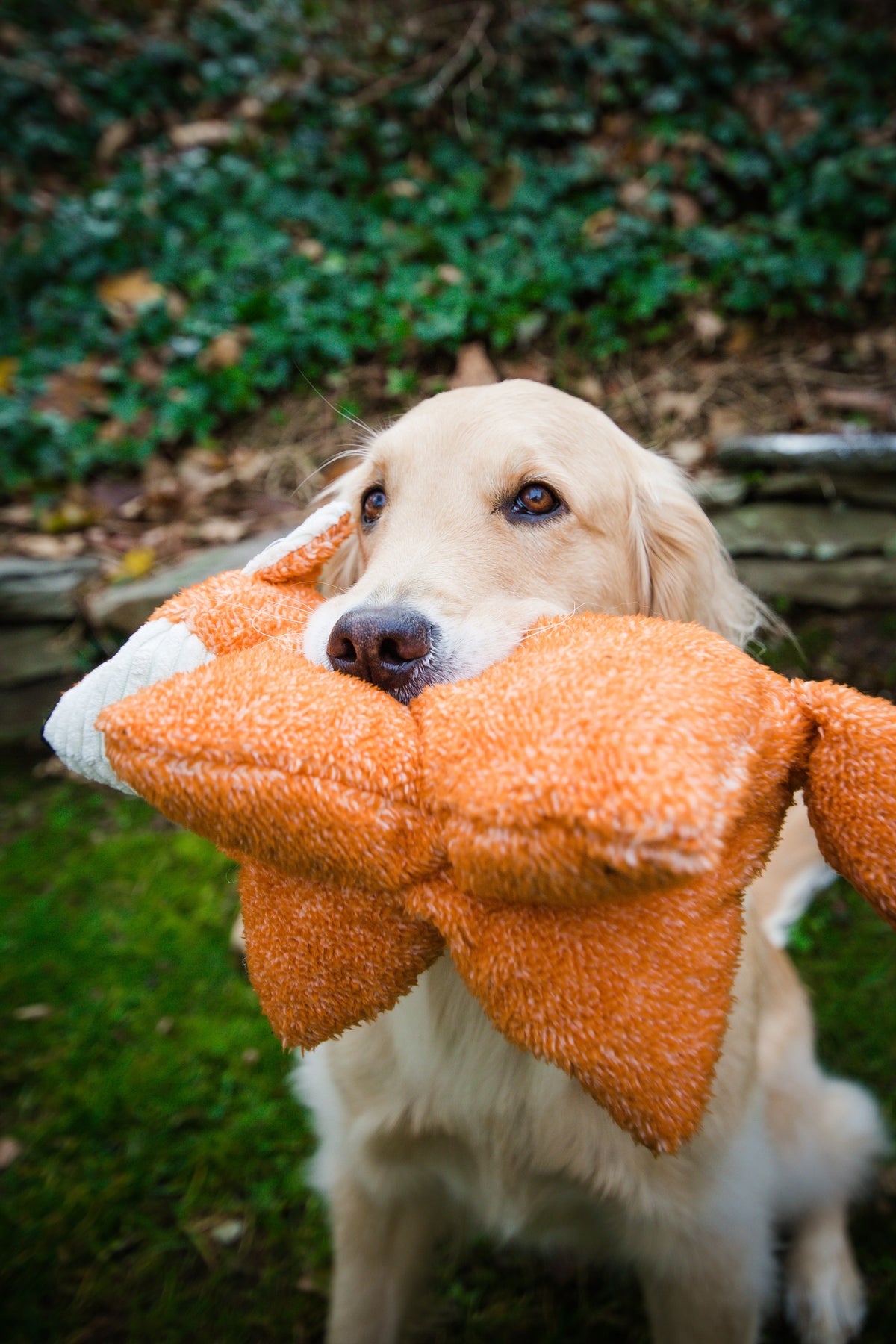 Squooshie™ Fox Plush Dog Toy — Ultra-Soft & Cuddly HuggleHounds