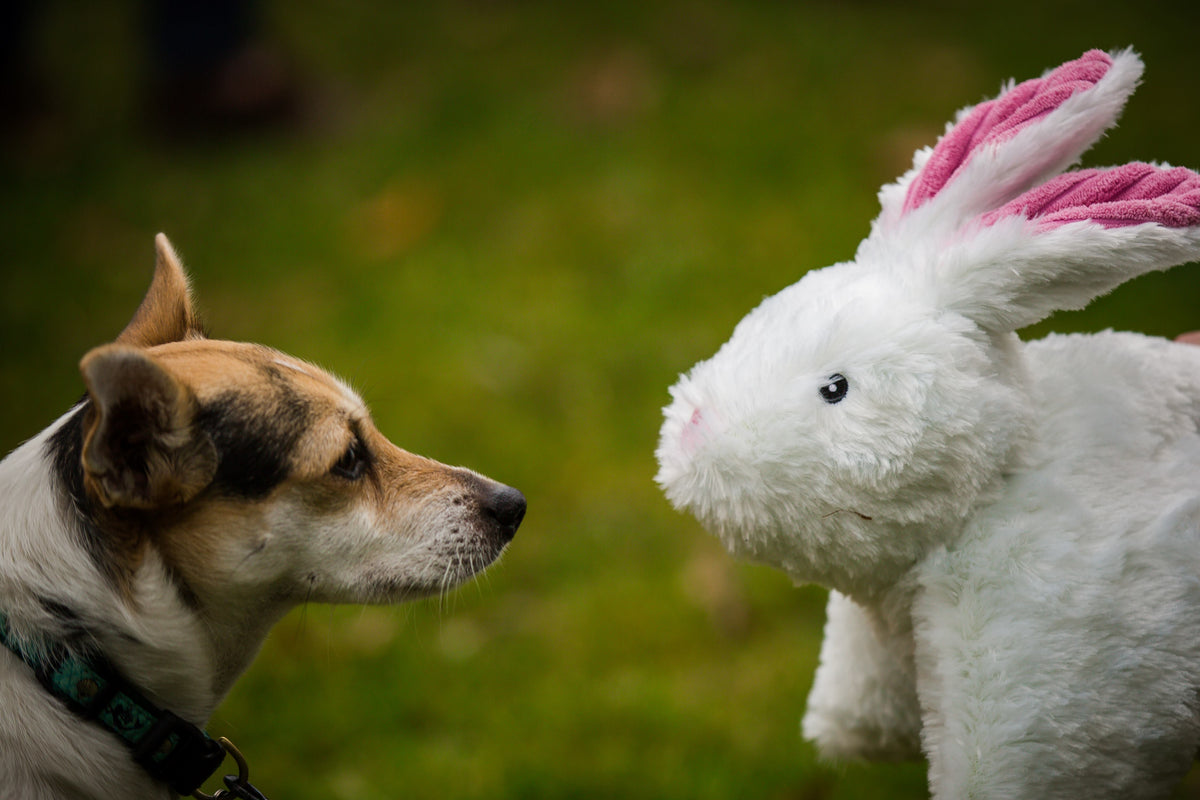 Squooshie™ Bunny Plush Dog Toy — Ultra-Soft & Cuddly HuggleHounds
