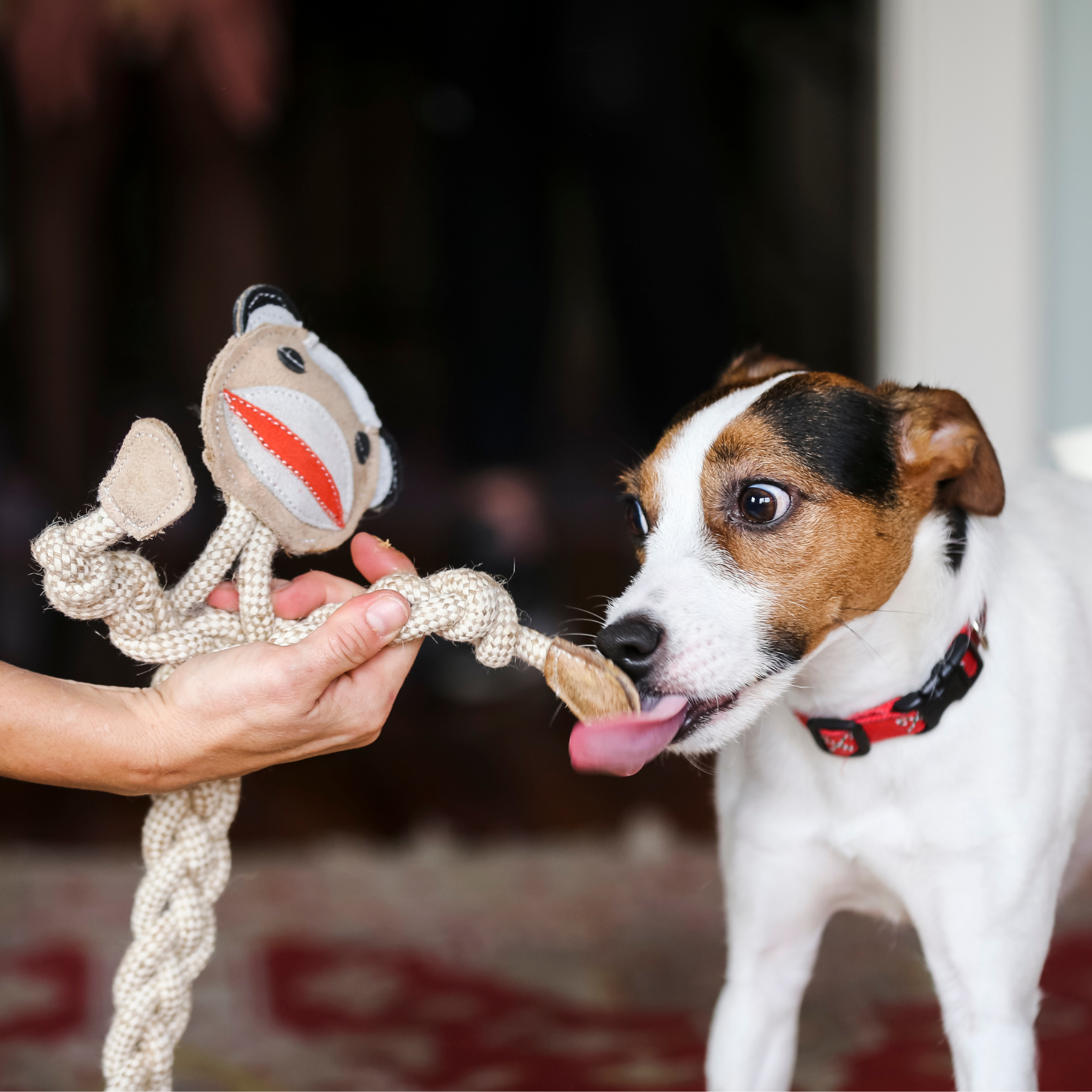 Dog playing with a toy held by a person indoors