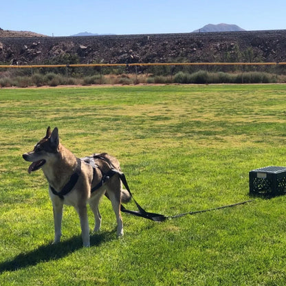 Large Working Dog Pull Sled for Behavior Training
