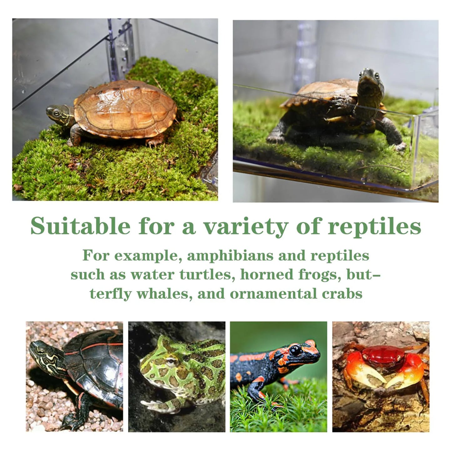 Floating Turtle Basking Platform Transparent Perforated