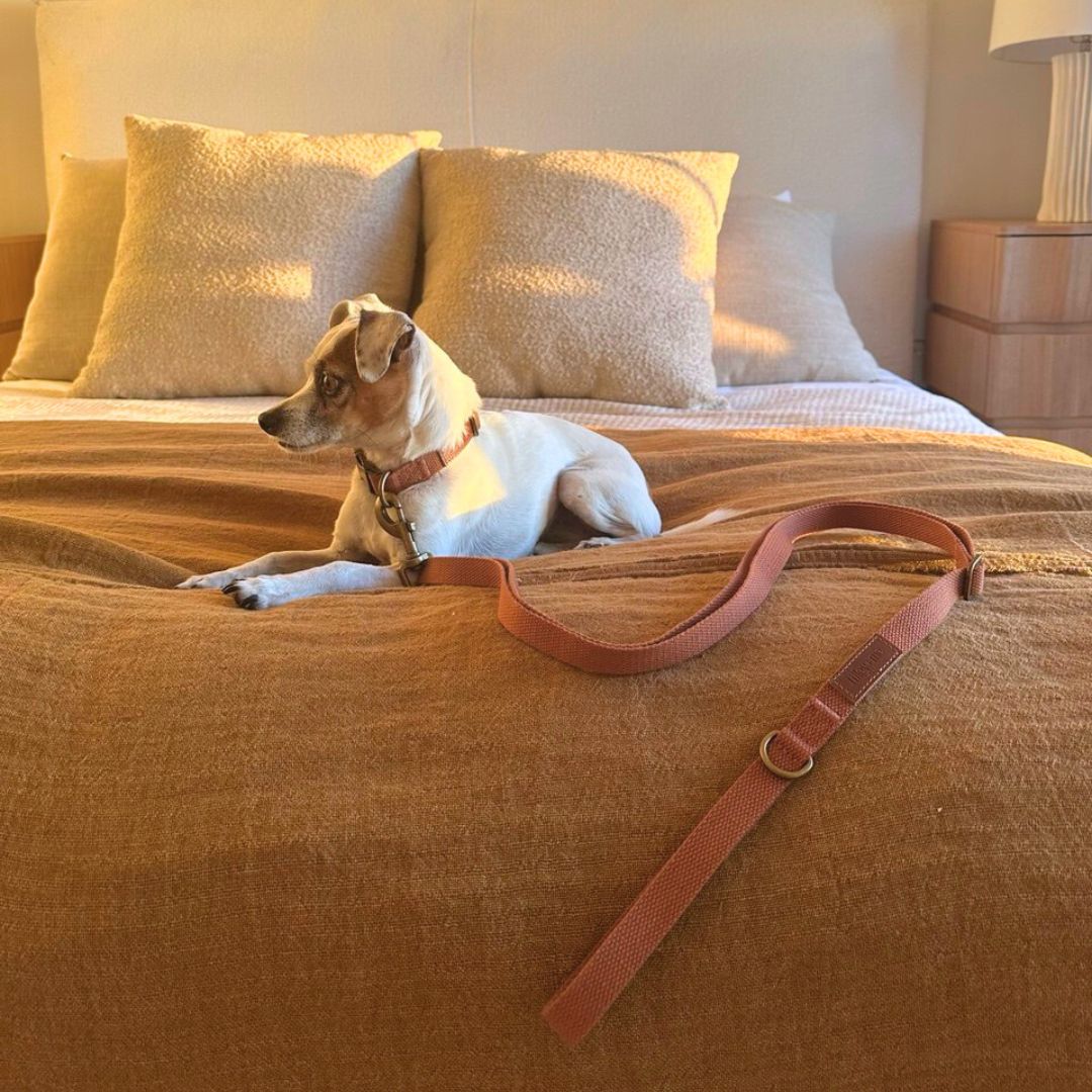 Tilley + Me Joshua Tree Hemp Cotton Dog Collar | Durable, Adjustable & Soft Tilley + Me