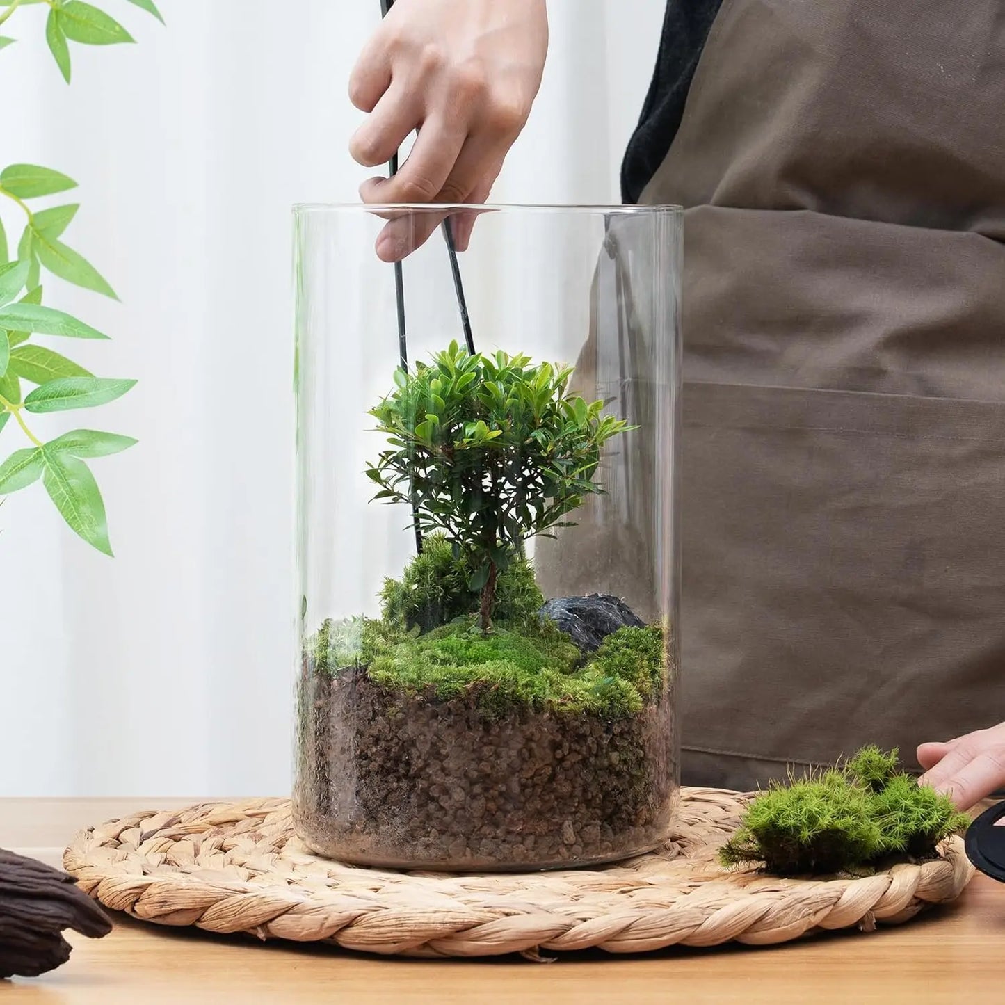 Glass Plant Terrarium with LED Grow Light Betta Fish Tank